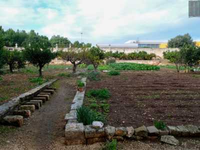 Entriamo quindi in un vasto campo dove a dominare ci sono ulivi dalle forme sinuose...